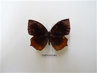 藏品(藍紋鋸眼蝶)的圖片